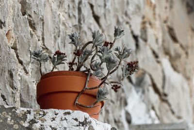 Close-up of small potted plant against wall