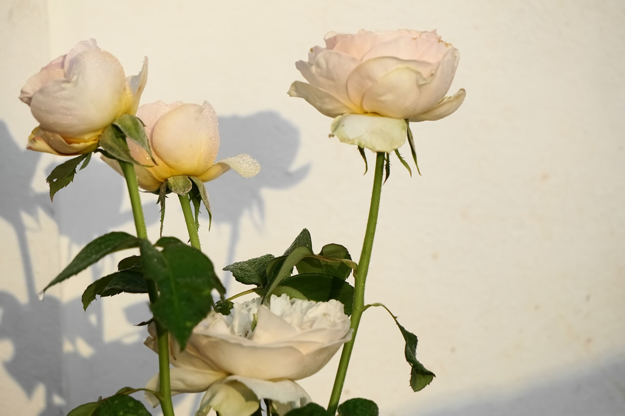 CLOSE-UP OF ROSES ON WHITE ROSE