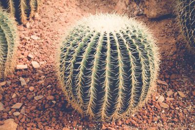 High angle view of succulent plant on field