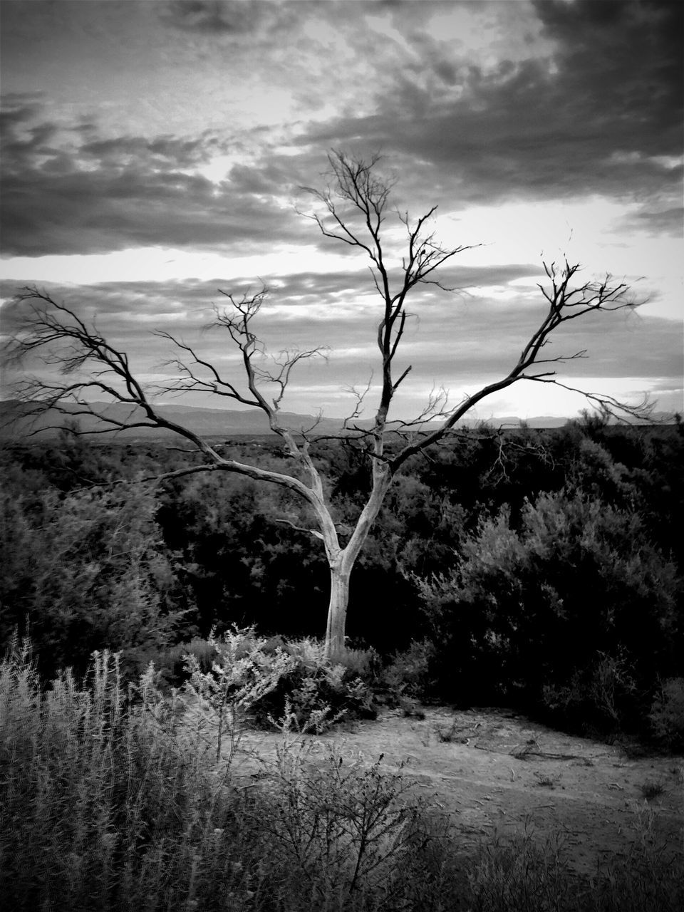 bare tree, sky, tranquility, tranquil scene, tree, branch, cloud - sky, landscape, nature, scenics, dead plant, beauty in nature, cloudy, non-urban scene, cloud, grass, tree trunk, non urban scene, remote, field