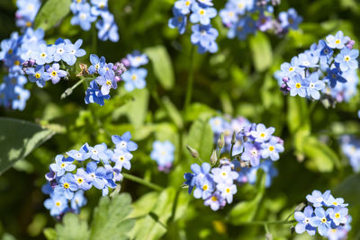 Close-up of purple flowering plant