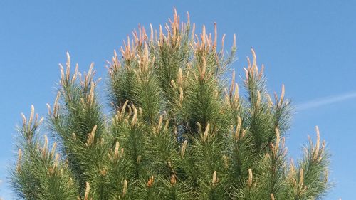 Low angle view of cactus against clear blue sky