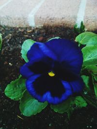 Close-up of blue flower