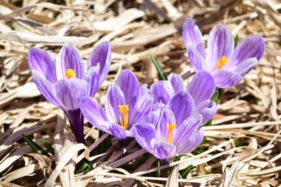 Close-up of purple crocus flowers on field