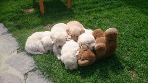 High angle view of golden retriever puppies on grassy field