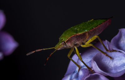 Close-up of insect on flower