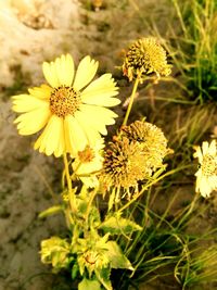 Close-up of yellow flowering plant on field