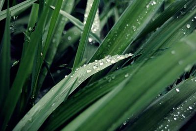 Close-up of wet grass