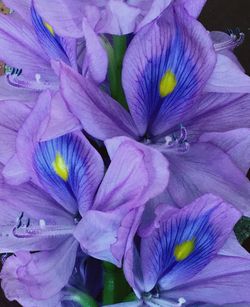 Close-up of purple flower