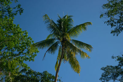 Low angle view of palm trees against clear blue sky