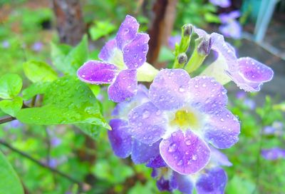 Close-up of wet purple flower