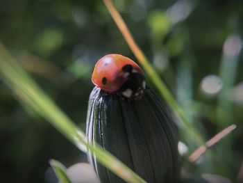 Close-up of ladybug on plant