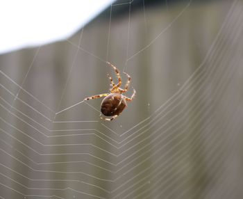 Spider on web