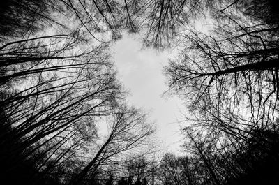 Low angle view of bare trees against sky