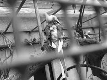 Portrait of monkey in cage at zoo