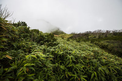 Plants growing on land against sky