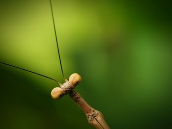 Close-up of hand feeding on green leaf