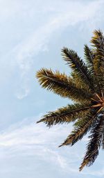 Low angle view of palm tree against sky