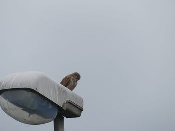 Low angle view of bird perching on street light against sky