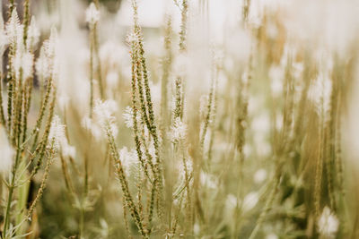 Close-up of stalks in field