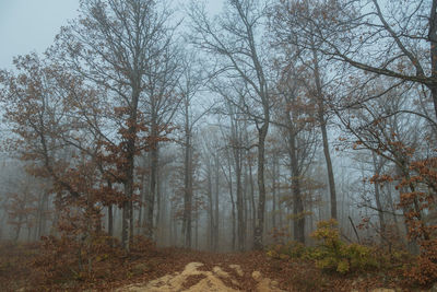 Foggy morning in the autumn forest. trees with bare branches stand in mist. blue sky in background
