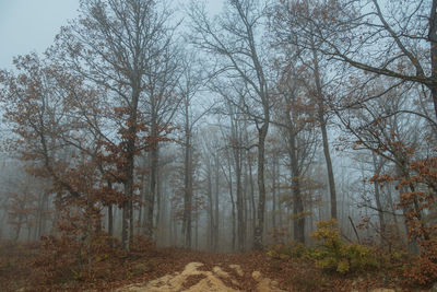 Bare trees in forest