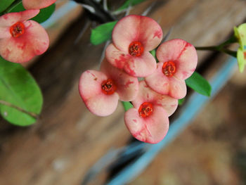 Close-up of pink flower