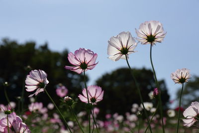 Close-up of flowers blooming against sky