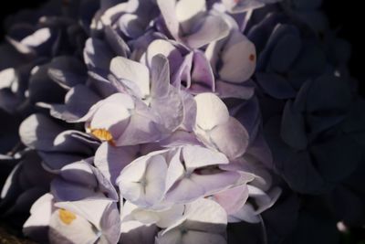 Close-up of flowers