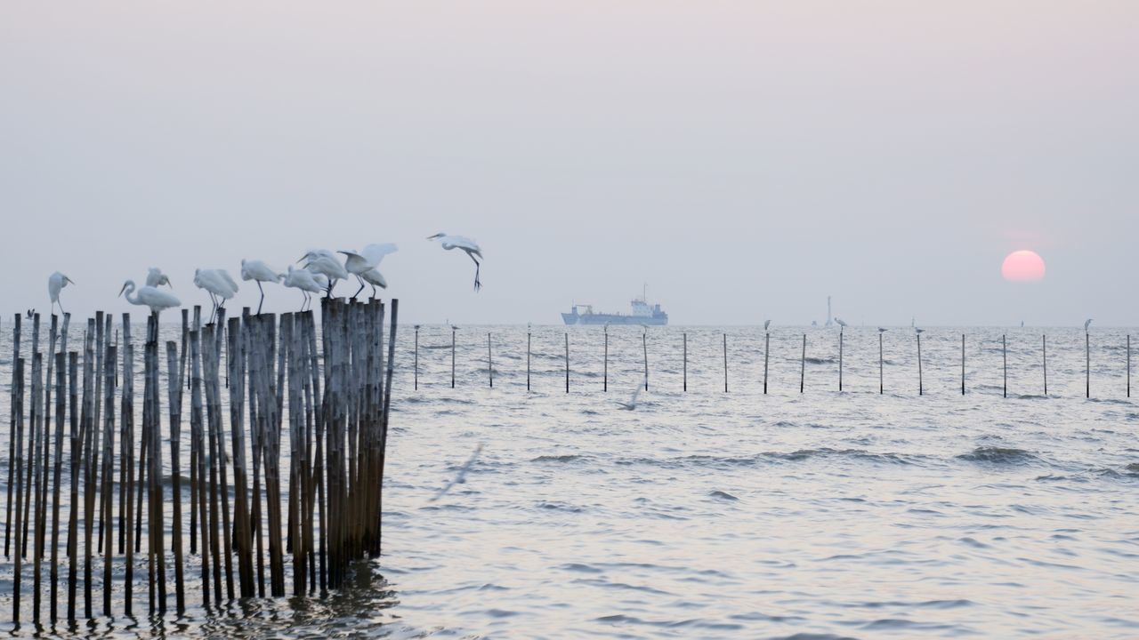 SEAGULLS ON WOODEN POSTS IN SEA AGAINST SKY