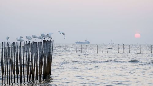 Seagull on wooden post in sea against sky during winter