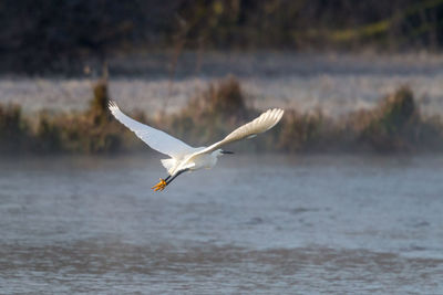 Seagull flying over sea