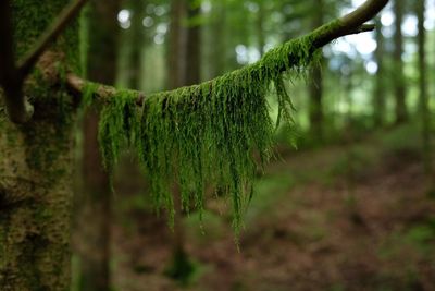 Close-up of tree trunk in forest