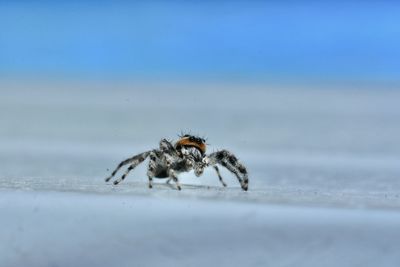 Close-up of spider