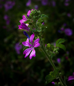 Close-up of pink flowers blooming outdoors