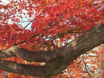 Low angle view of trees against sky