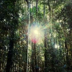 Sun shining through trees
