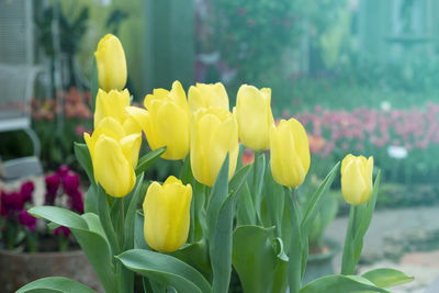 Close-up of yellow tulip