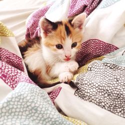 Portrait of cat lying on bed