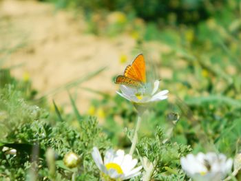 Close-up side view of butterfly on flower