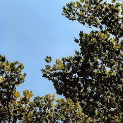 Low angle view of flowering tree against sky