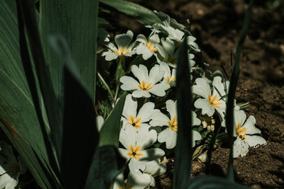 Close-up of white flowering plants on field