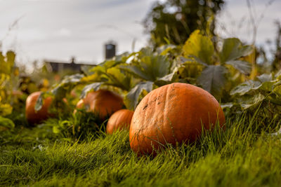 Picking the perfect pumpkin 