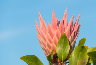 Close-up of plant against blue sky