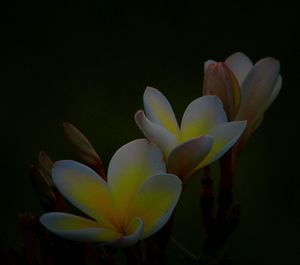 Close-up of flower blooming against black background