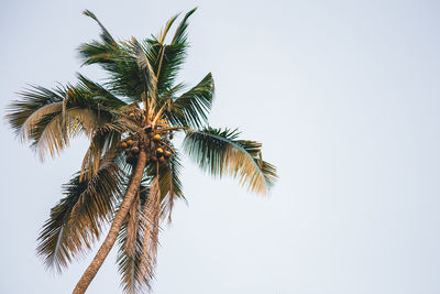 Low angle view of palm tree against clear sky