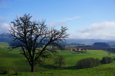 Tree on field against blue sky