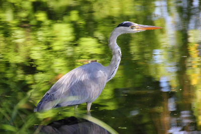 High angle view of gray heron in lake