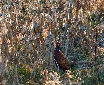 Animal in the field