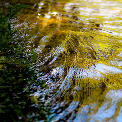 High angle view of moss growing in lake